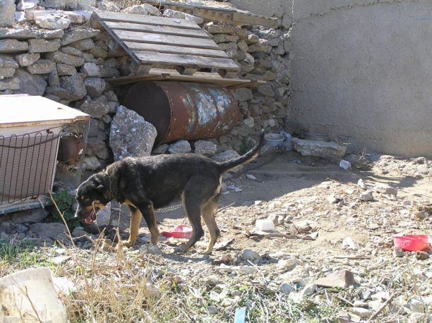 Πάρος: Η άγνοια και η αναισθησία καταδικάζουν σε μια βασανιστική ζωή τα «βαρελόσκυλα»